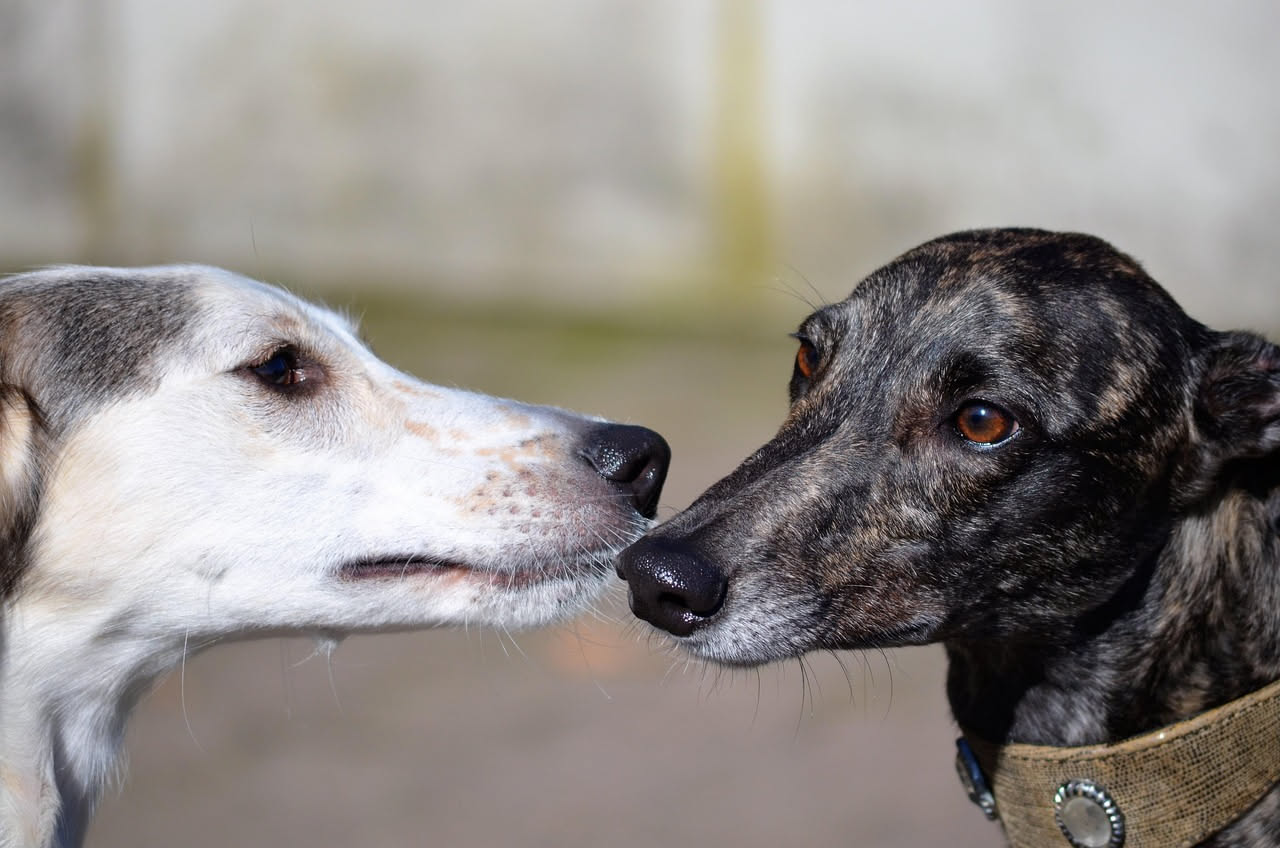 Due cani di taglia media, uno marrone e uno bianco, si incontrano e si annusano reciprocamente il posteriore in un parco verde soleggiato