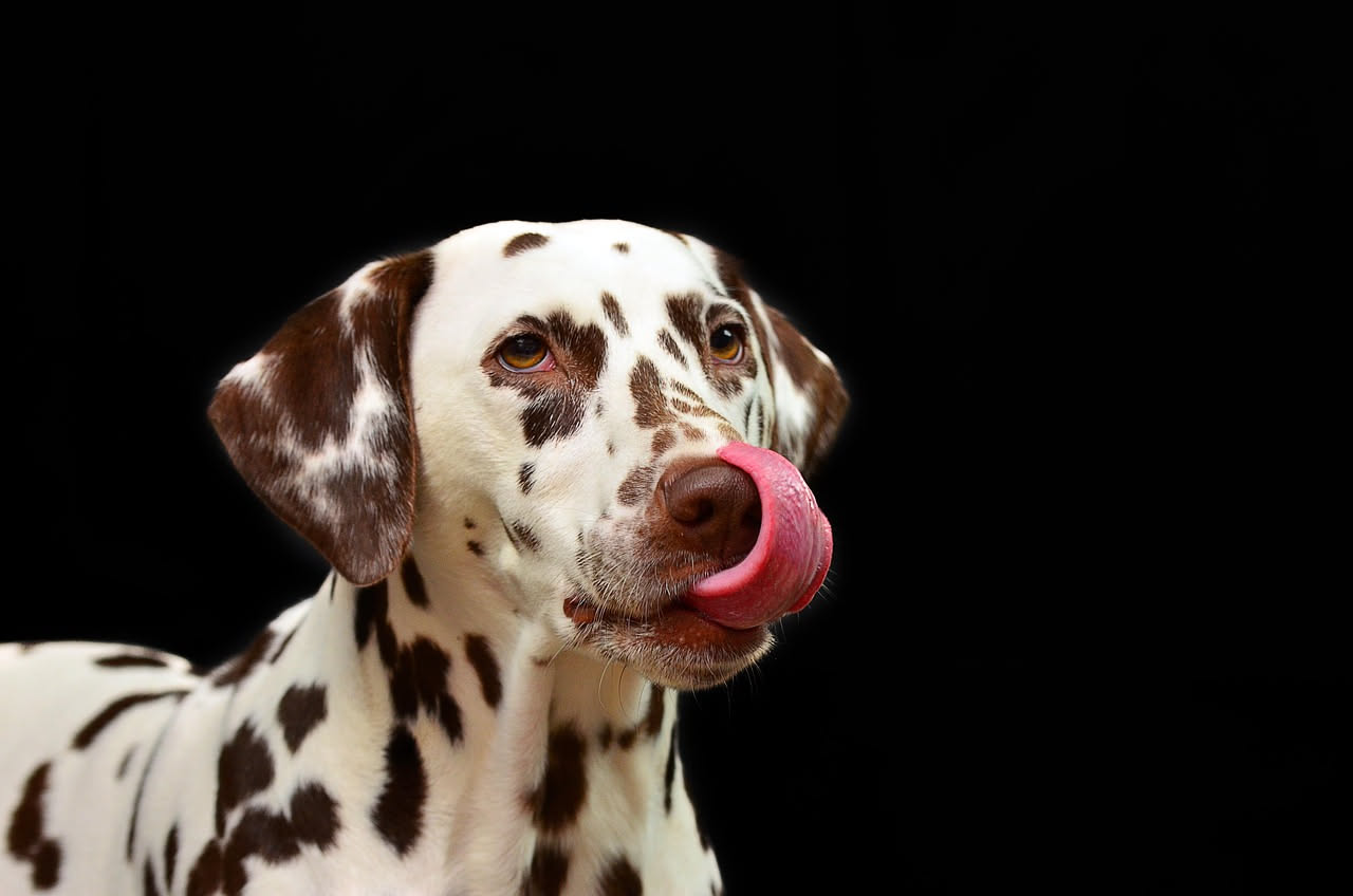 Cane di taglia media dal manto chiaro che mangia erba verde in un prato, con lo sguardo concentrato sulle piante