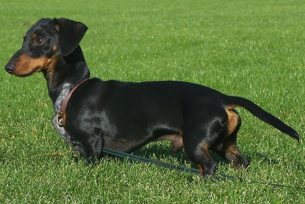 Cane di media taglia con coda in movimento, muso sereno rivolto in avanti, corpo in posizione rilassata su sfondo di prato verde