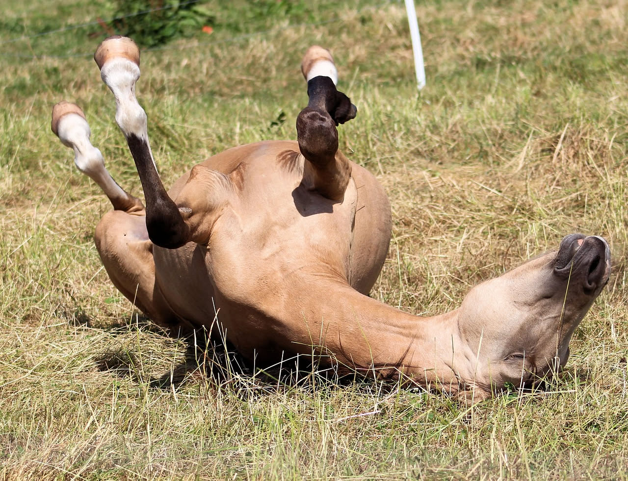 Cavallo grigio che dorme in piedi in un prato, con la testa leggermente reclinata e le zampe ben distese sul terreno