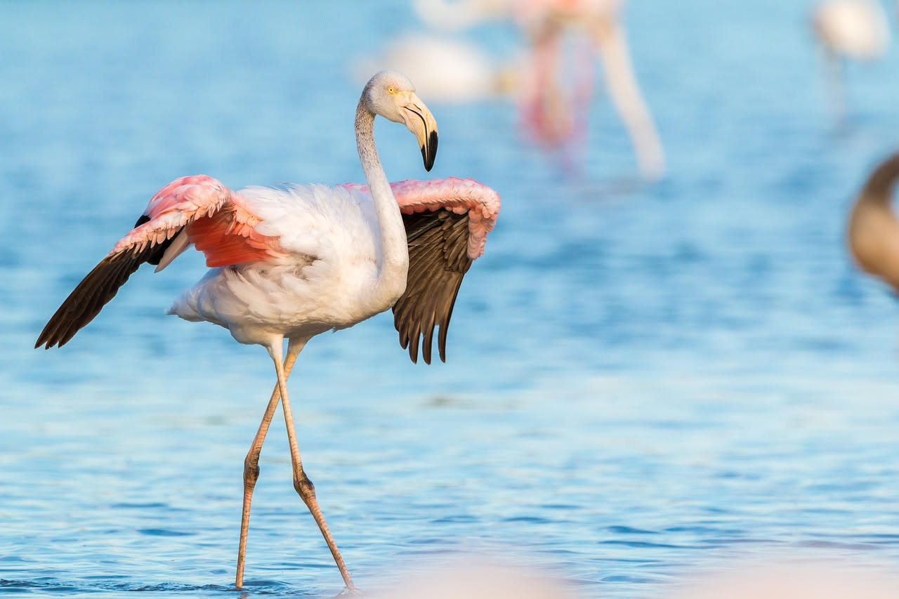 Stormo di fenicotteri rosa in laguna che riposano su una sola zampa, con l'altra ripiegata sotto il corpo, durante il giorno soleggiato