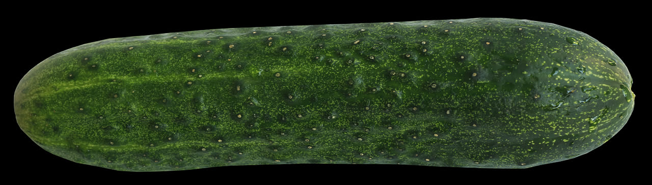Gatto grigio con occhi spalancati che salta indietro, accanto a un cetriolo verde su sfondo bianco