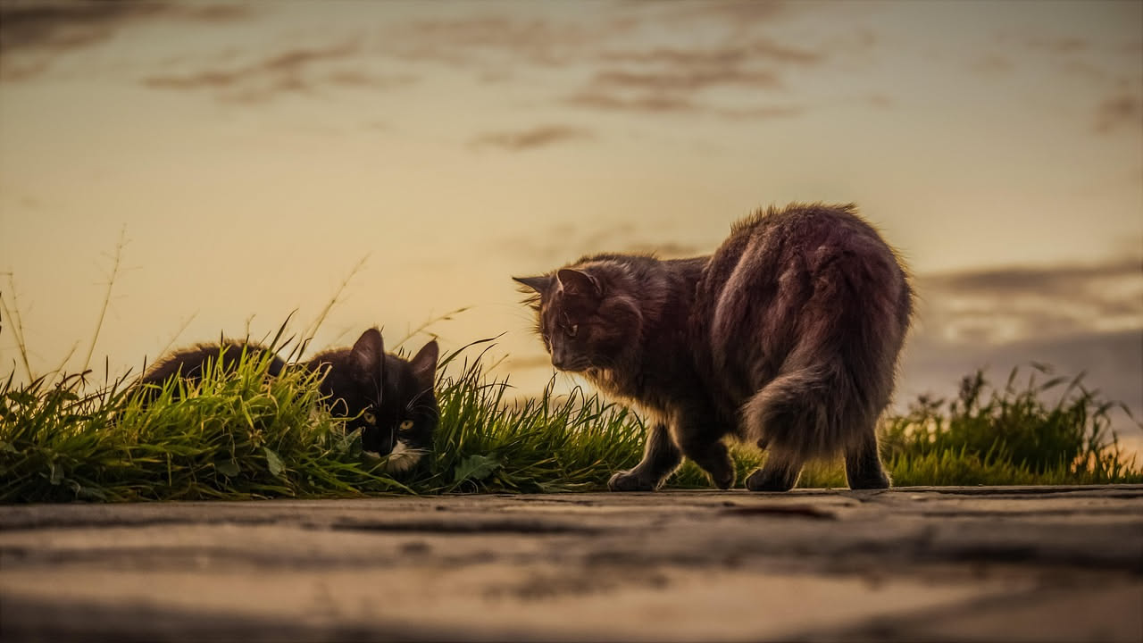 Gatto grigio a riposo su un cuscino, con gli occhi socchiusi e il mento sollevato in atteggiamento di contentezza, durante il momento delle fusa