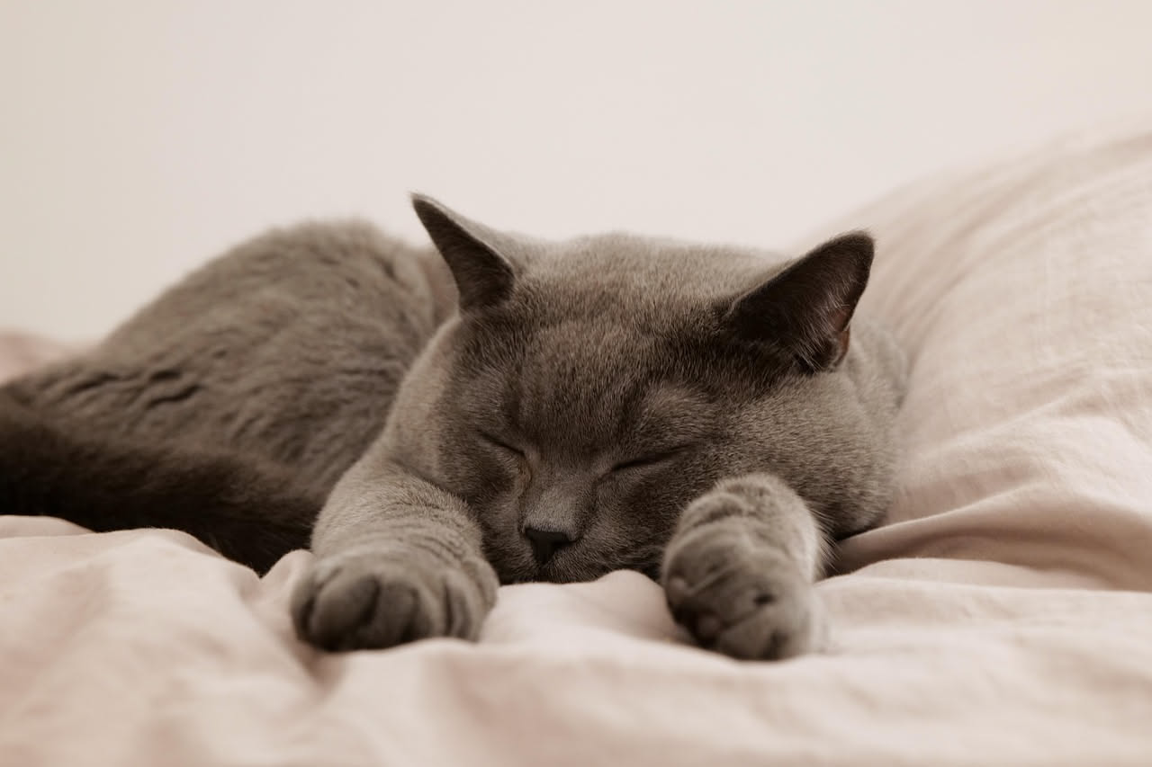 Perché i gatti dormono dalle 12 alle 16 ore al giorno