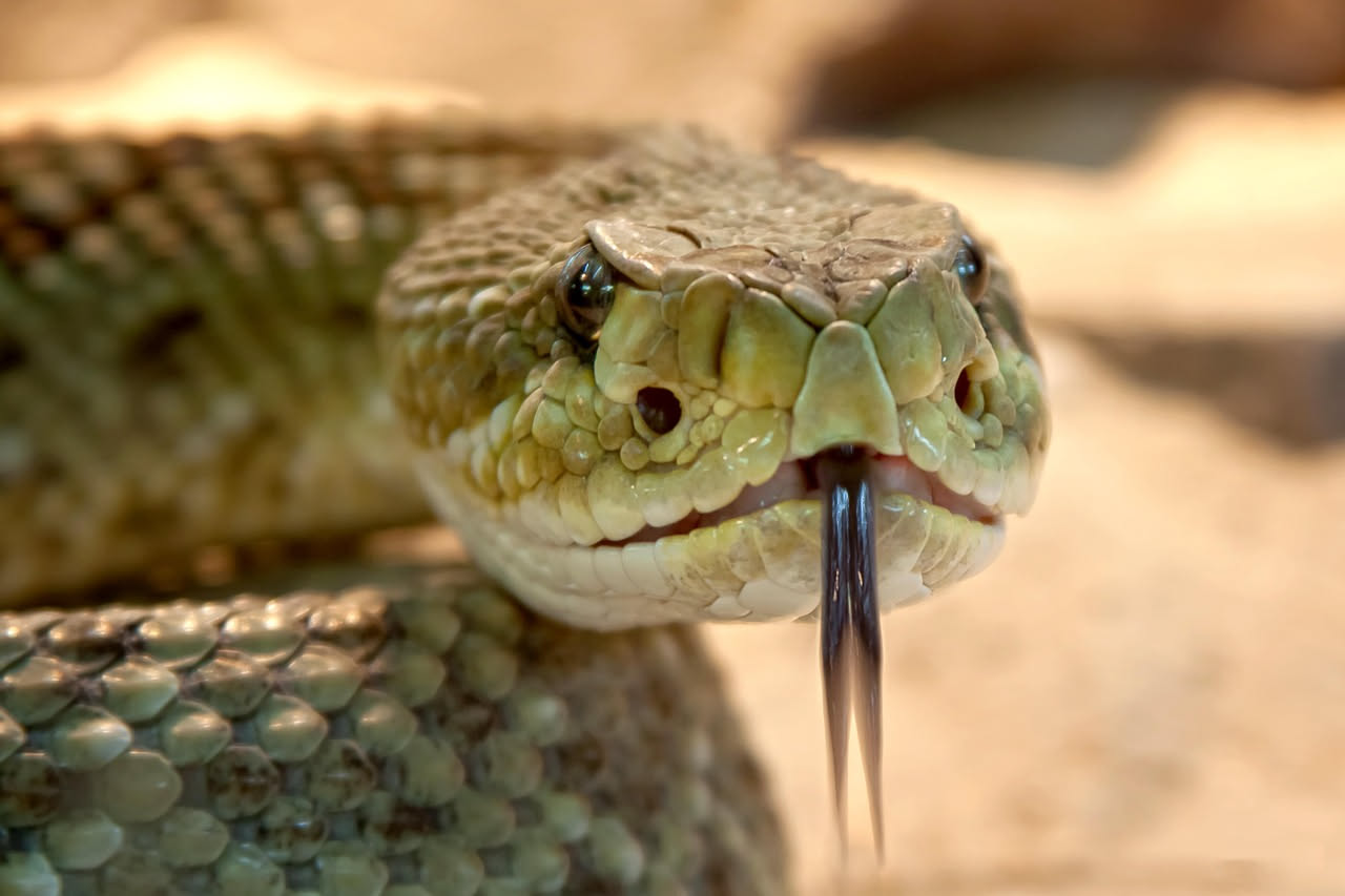 Serpente di colore verde brillante con la lingua biforcuta estesa fuori dalla bocca, primo piano del muso tra foglie di vegetazione