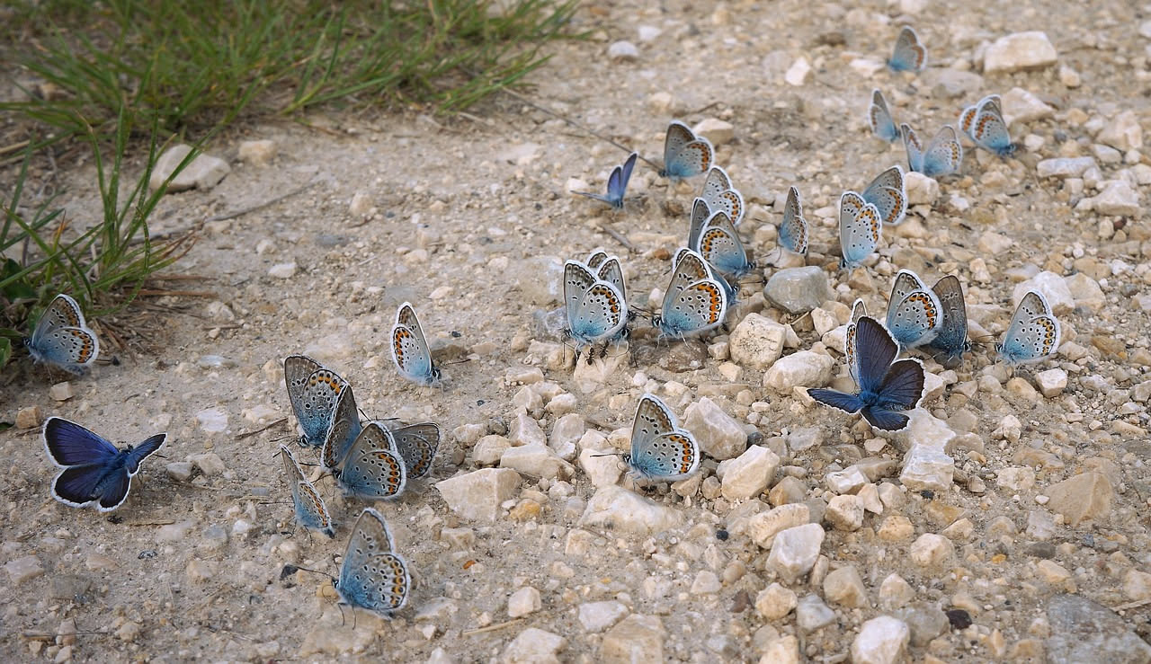 Uno sciame di farfalle monarca arancioni e nere vola insieme verso sud, con campi verdi sullo sfondo e cielo azzurro nuvoloso