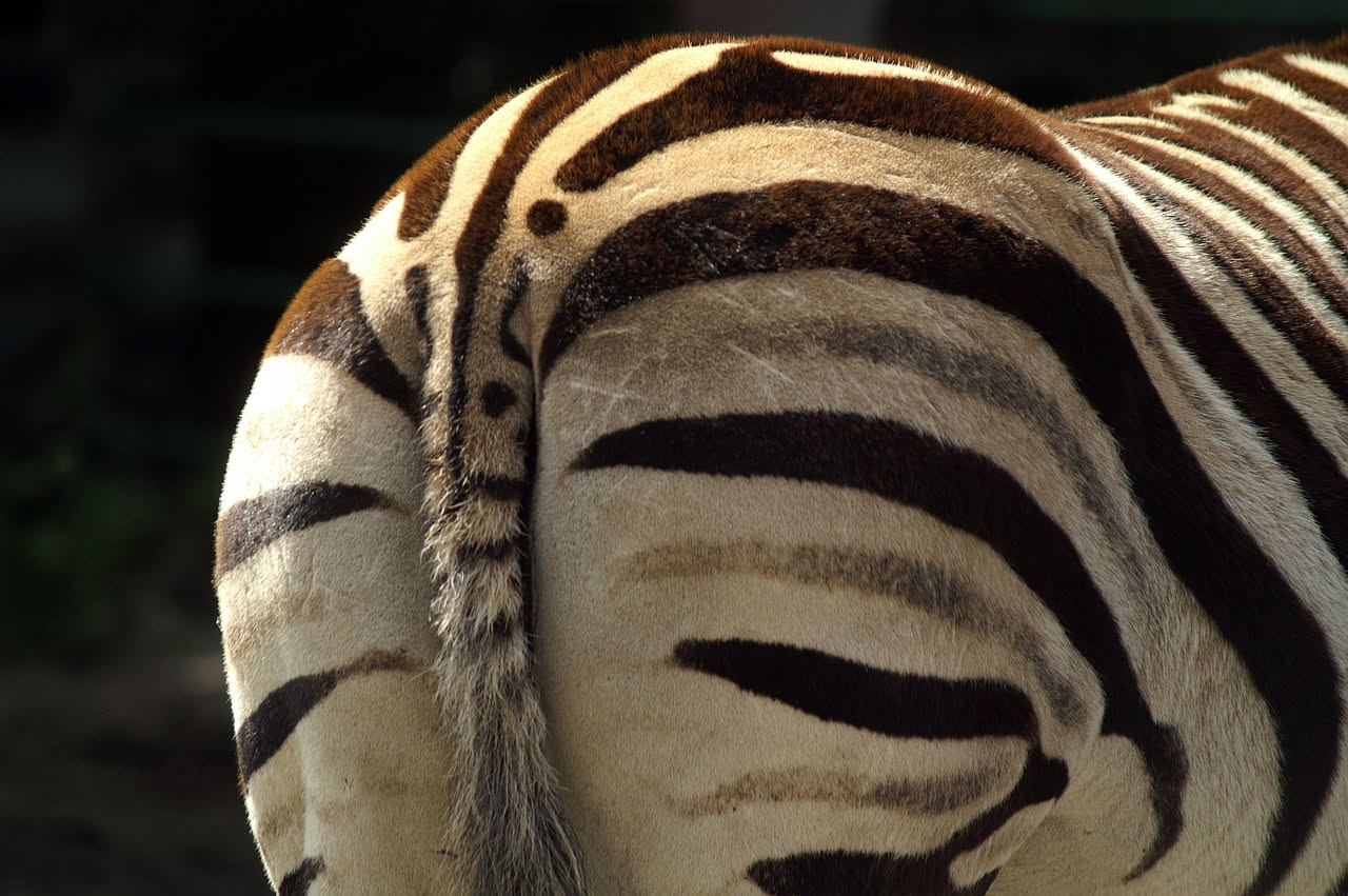 Gruppo di zebre nella savana africana con le loro caratteristiche strisce bianche e nere ben visibili, sotto un cielo luminoso