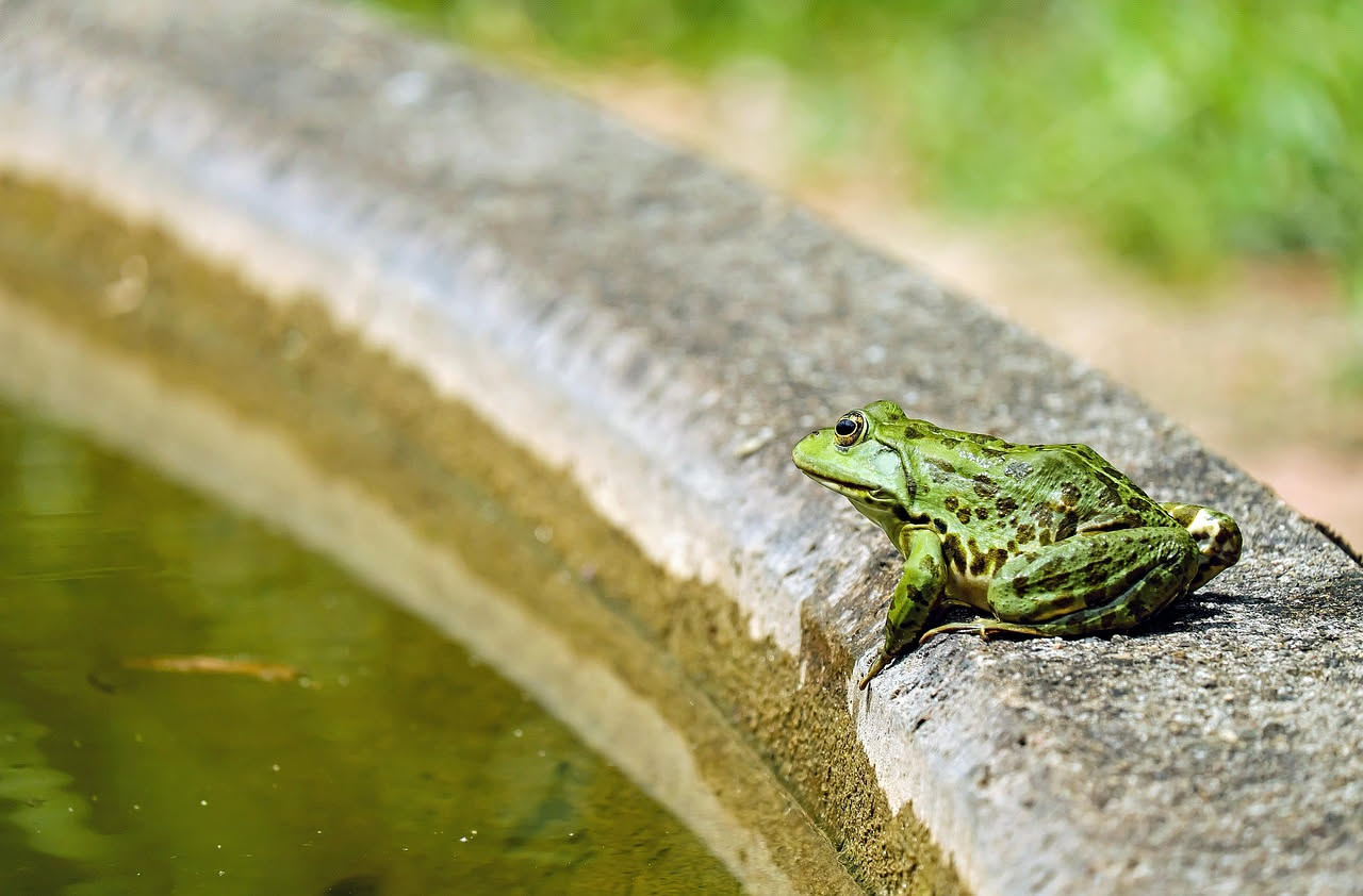 Rana verde seduta su una foglia bagnata all'interno di una teca con muschio, legni e piante acquatiche
