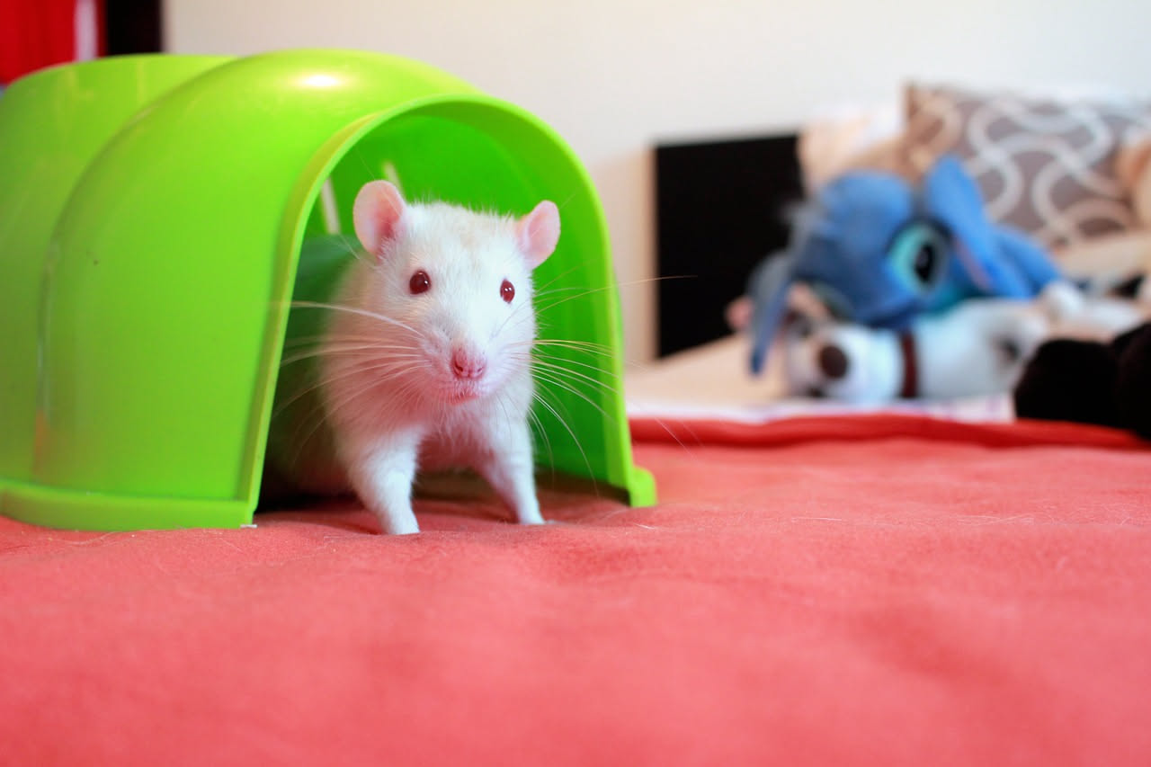 Ratto domestico grigio e bianco che mangia una carota su una mano aperta, circondato da giocattoli e lettiera naturale in una gabbia luminosa