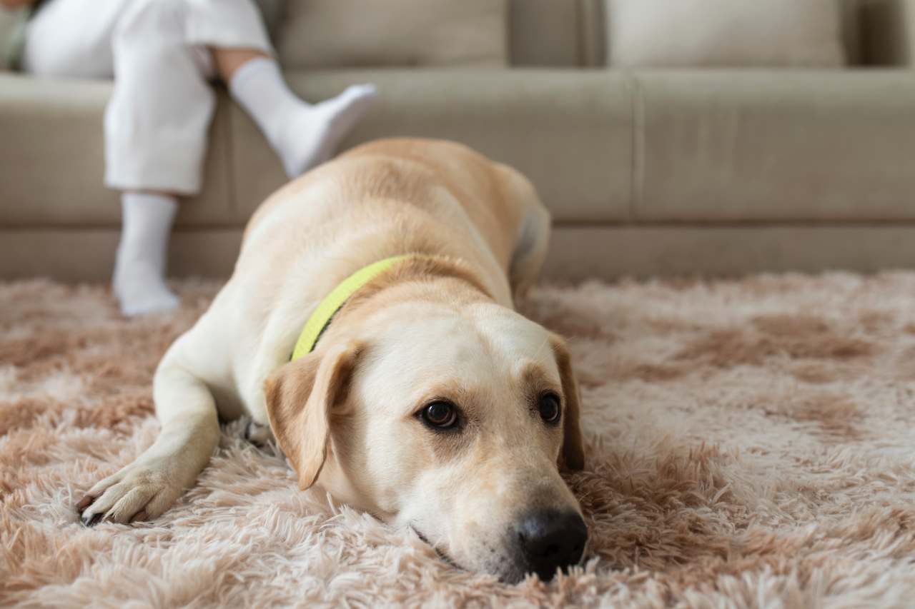 Il cane si lecca le zampe in continuazione: è abitudine o segnale di allarme?