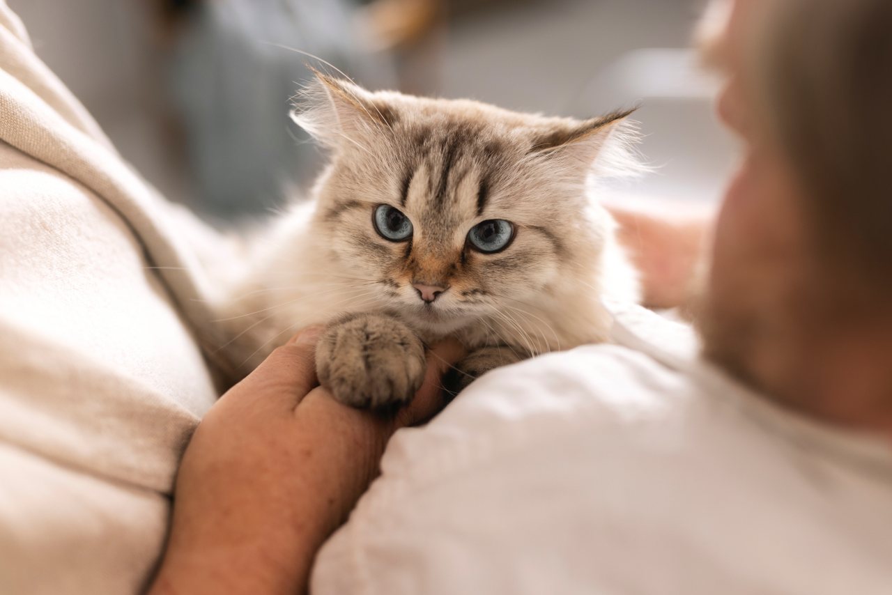 Il gatto si lecca fino a perdere il pelo: è eccesso di pulizia o sintomo di disagio?