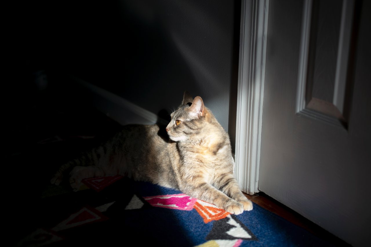 Il gatto miagola di notte senza fermarsi: è solo richiesta di attenzione o un problema da approfondire?