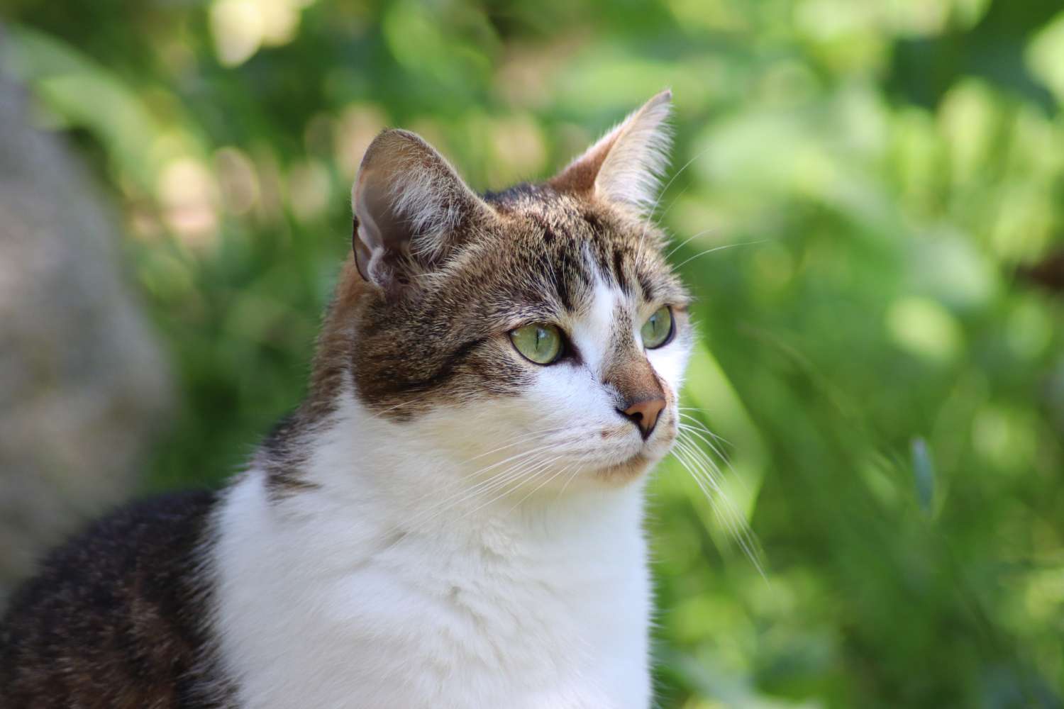 Perché il gatto fa le fusa quando lo accarezzi: la scoperta sul "cuscinetto" nella laringe che sorprende i bioacustici