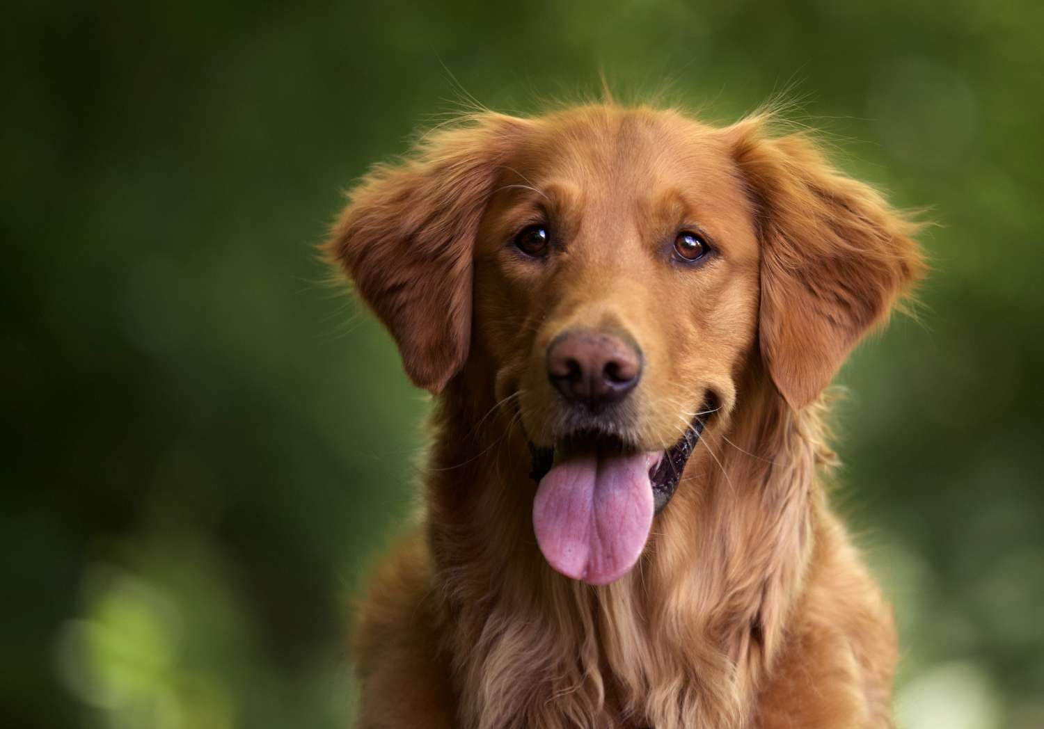 Perché i cani fanno la "danza" prima di sdraiarsi: la scoperta evolutiva e magnetica che sorprende gli etologi