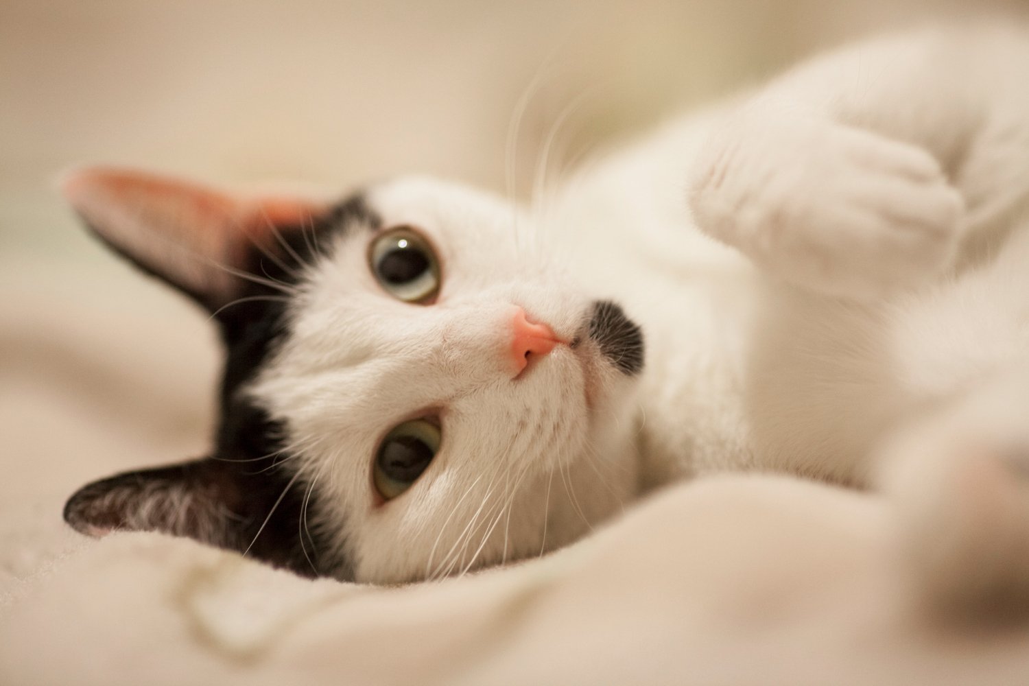 Perché i gatti "impastano" con le zampe sulle gambe del padrone: la scoperta sulla neotenia che sorprende gli etologi